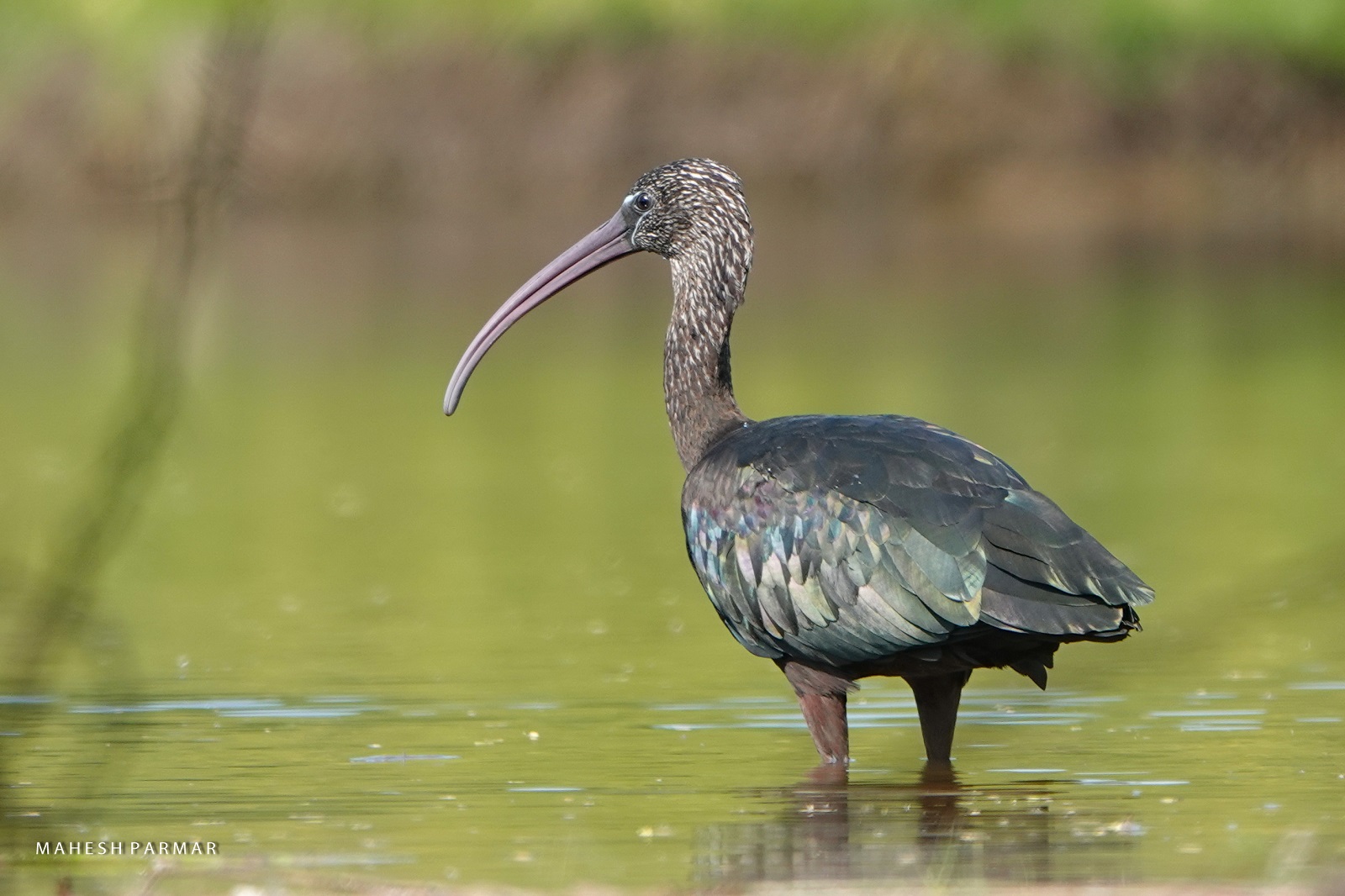 Glossy Ibis